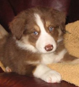 a brown and white Border pup