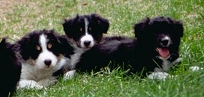 three black and white Border pups